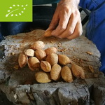 Mandorle in guscio di Sicilia Bio 1 Kg